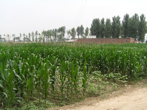 Chen jia gou Farmland in May